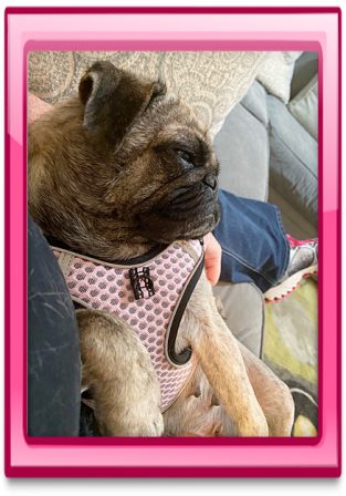 Bella resting comfortably in her new mom's arms - Adult Brindle Pug | Whoever said you can’t buy happiness forgot little puppies.