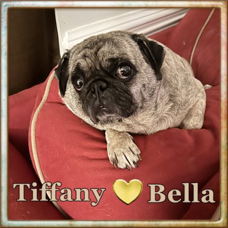 Bella is a Retired Blue Ridge Pugs Mama - Adult Brindle Pug | The only creatures that are evolved enough to convey pure love are dogs and infants.