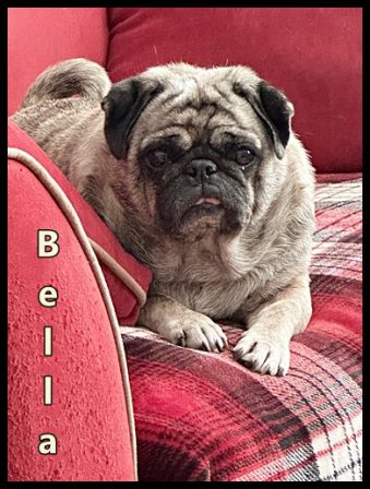 Bella is a reverse brindle - Adult Brindle Pug | The great pleasure of a dog is that you may make a fool of yourself with him and not only will he not scold you, but he will make a fool of himself too.