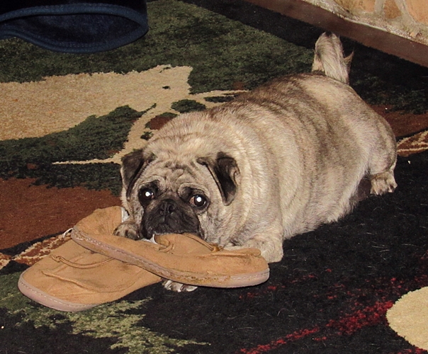 Bella collects slippers to lay on