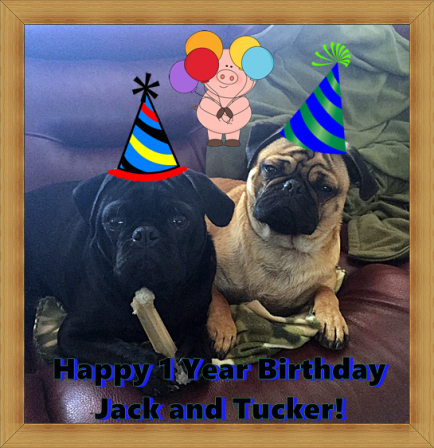 Brandy's Birthday Boys - Adult Multiple Color Pugs | If you don't own a dog, at least one, there is not necessarily anything wrong with you, but there may be something wrong with your life.