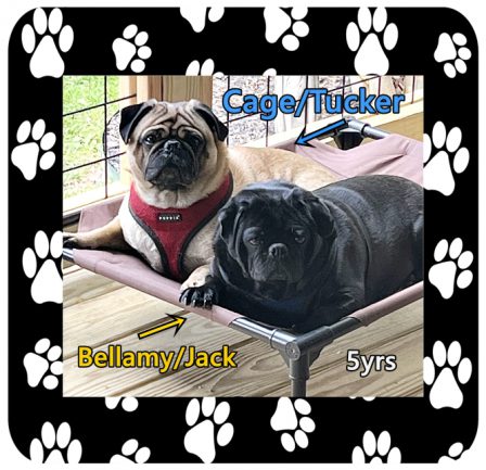 Joe and Mary love their BRP boys, Jack and Tucker - Adult Multiple Color Pugs | Even the tiniest dog is lionhearted, ready to do anything to defend home and family.