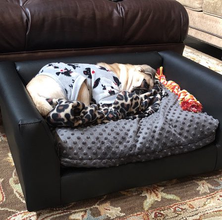 Do YOU have your own pug couch? - Fawn Pug Puppies | When a man's best friend is his dog, that dog has a problem.