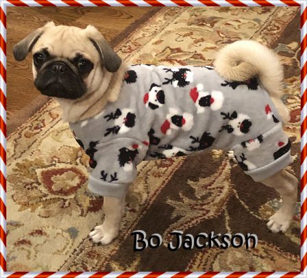 Check out my pug jammies! - Fawn Pug Puppies | Even the tiniest dog is lionhearted, ready to do anything to defend home and family.