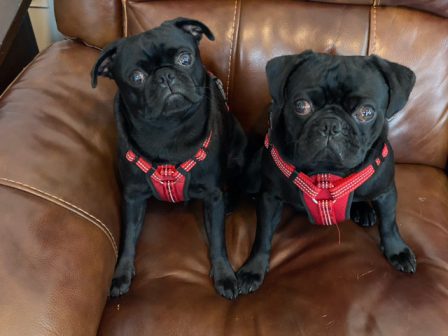 Jonathan's boys Winterfell & Targaryen in Nov. 2020 - Adult Black Pug | Do not make the mistake of treating your dogs like humans or they will treat you like dogs.
