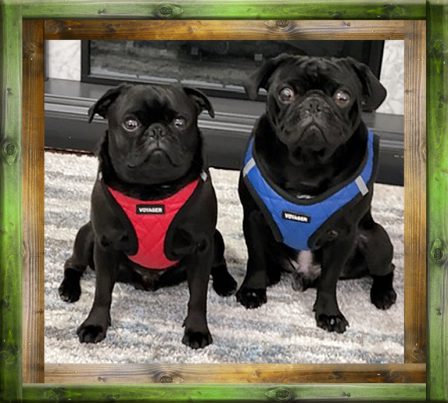 Jonathan's boys Winterfell & Targaryen in Nov. 2021 - Adult Black Pug | Dogs feel very strongly that they should always go with you in the car, in case the need should arise for them to bark violently at nothing, right in your ear.