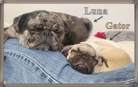 We are using dad's leg as a pillow - Multiple Color Pugs - Puppies and Adults | If you think dogs can't count, try putting three dog biscuits in your pocket and give him only two of them.