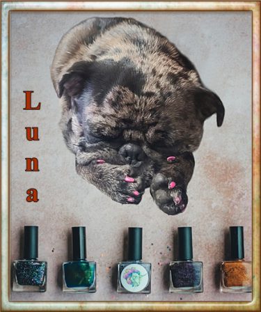 Does your mom do your nails? - Adult Merle Pug | If you think dogs can't count, try putting three dog biscuits in your pocket and give him only two of them.