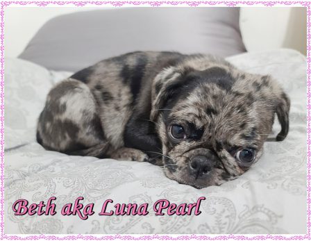 Lady Blue's Beth aka Luna Pearl - Merle Pug Puppies | Every boy who has a dog should also have a mother, so the dog can be fed regularly.