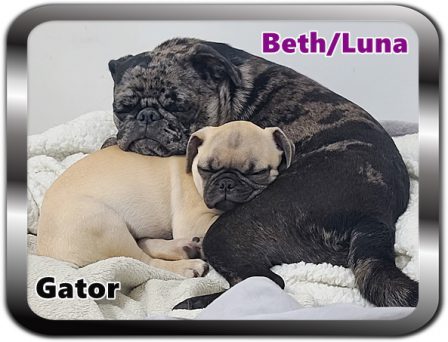 Lady Blue's Beth/Luna caring for her new playmate Gator - Multiple Color Pugs - Puppies and Adults | He is your friend, your partner, your defender, you are his life, his love, his leader.