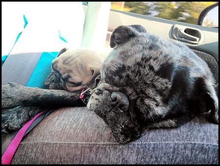 Beth/Luna and Gator snoozing - Multiple Color Pugs - Puppies and Adults | Every boy who has a dog should also have a mother, so the dog can be fed regularly.