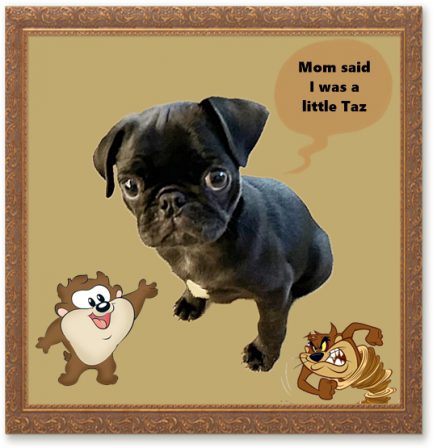 Guess the pug zoomies makes me look like Taz! - Black Pug Puppies | Petting, scratching, and cuddling a dog could be as soothing to the mind and heart as deep meditation and almost as good for the soul as prayer.