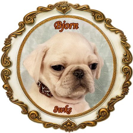 Available at Blue Ridge Pugs January 2023 - White Pug Puppies | If I have any beliefs about immortality, it is that certain dogs I have known will go to heaven, and very, very few persons.