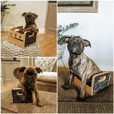 I am a bugg and see how big I got in just two months? - Brindle Pug Puppies | Outside of a dog, a book is man's best friend - inside of a dog it's too dark to read.