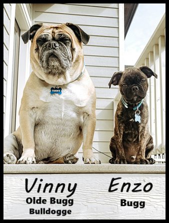 The big and little of Bugg - Multiple Color Pugs - Puppies and Adults | The one absolutely unselfish friend that man can have in this selfish world, the one that never deserts him, the one that never proves ungrateful or treacherous, is his dog.