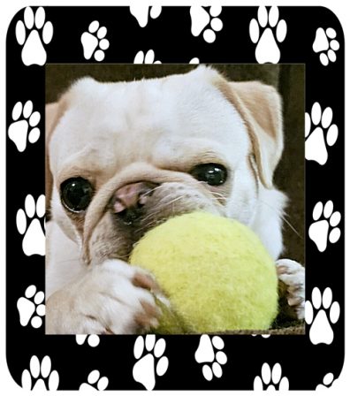 Bjorn/Winston loves his ball! - White Pug Puppies | Dogs love their friends and bite their enemies, quite unlike people, who are incapable of pure love and always mix love and hate.