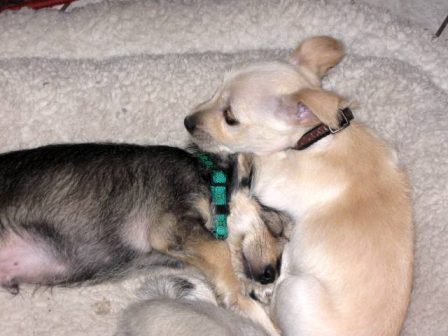 Blondie & Dagwood, chugs - Multiple Color Pugs Puppies | Old dogs, like old shoes, are comfortable. They might be a bit out of shape and a little worn around the edges, but they fit well.