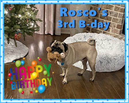 Bogart/Rosco Civelli on his 3rd Birthday 12/25/21 - Adult Fawn Pug | Money will buy you a pretty good dog, but it won't buy the wag of his tail.