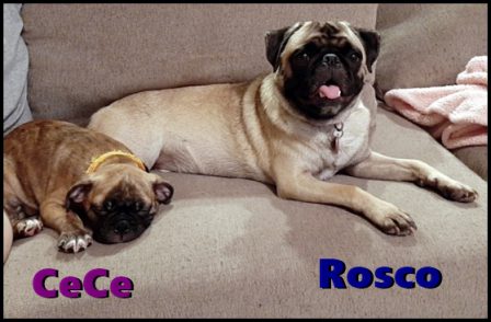 Rosco, pug, with new friend CeCe, bugg - Multiple Color Pugs - Puppies and Adults | Heaven goes by favor, if it went by merit, you would stay out and your dog would go in.