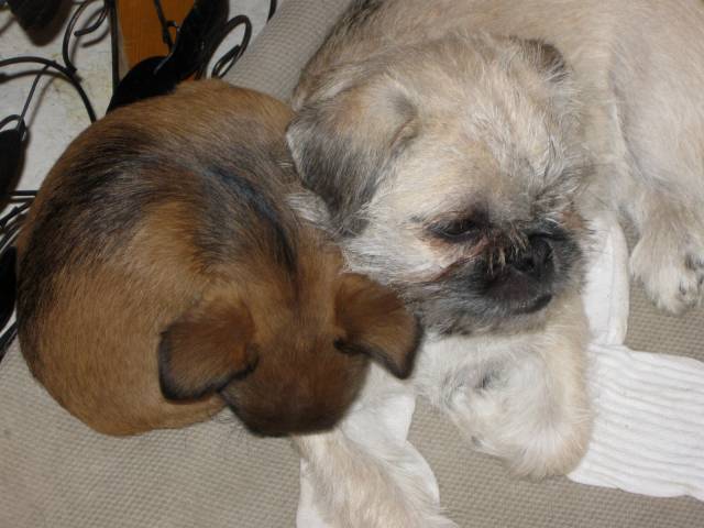 Brussels Griffon and Pug-a-Poo