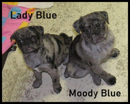 Yes, there are blue merle pugs! - Merle Pug Puppies | My goal in life is to be as good of a person my dog already thinks I am.