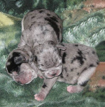 What a comfortable pillow - Merle Pug Puppies | If I have any beliefs about immortality, it is that certain dogs I have known will go to heaven, and very, very few persons.