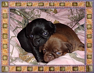 Jack & Rose - no, not pugs, but rather smooth coat Brussels Griffons - Multiple Color Pugs Puppies | Do not make the mistake of treating your dogs like humans or they will treat you like dogs.
