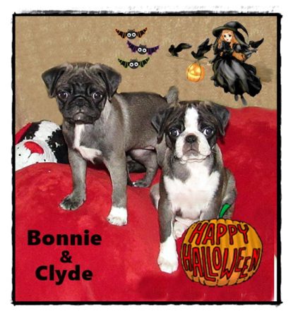 Happy Halloween 2021! - Silver Pug Puppies | Such short lives our dogs have to spend with us, and they spend most of it waiting for us to come home each day.