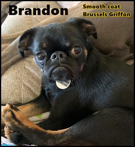 I am a Brussels Griffon and it's all about me!