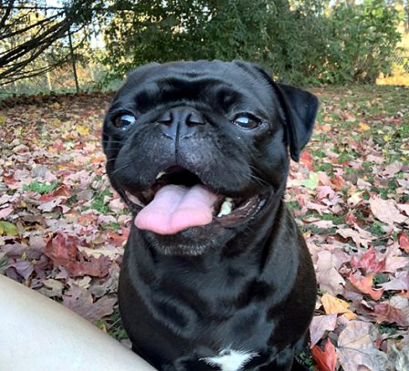 Brenna is always smiling! - Adult Black Pug | If dogs could talk, perhaps we would find it as hard to get along with them as we do with people.