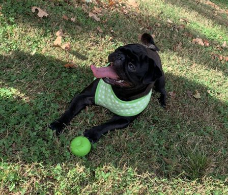 Brenna is a beautiful pug! - Adult Black Pug | Old dogs, like old shoes, are comfortable. They might be a bit out of shape and a little worn around the edges, but they fit well.