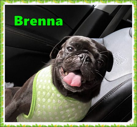 Smiling until she realizes she is going to the vet! - Adult Black Pug | The one absolutely unselfish friend that man can have in this selfish world, the one that never deserts him, the one that never proves ungrateful or treacherous, is his dog.