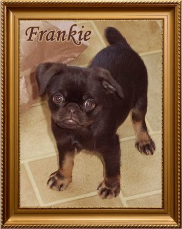 Brittany loves her little Frankie from Dream's Litter - Multiple Color Pugs Puppies | When a man's best friend is his dog, that dog has a problem.