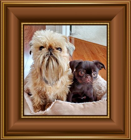 Brussels Griffon Rough Coat and Smooth Coat - Multiple Color Pugs - Puppies and Adults | If you think dogs can't count, try putting three dog biscuits in your pocket and give him only two of them.