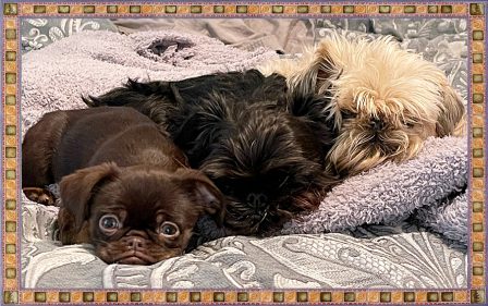 Brittany's Beautiful Brussels Griffon Babies - Multiple Color Pugs - Puppies and Adults | Outside of a dog, a book is man's best friend - inside of a dog it's too dark to read.