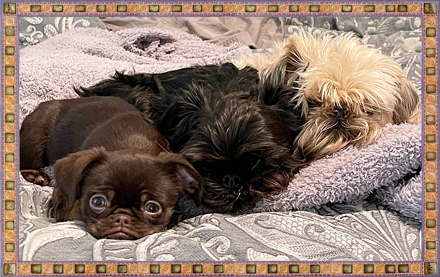 Brittany's Beautiful Brussels Griffon Babies