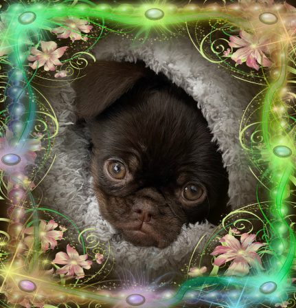 Dream is proud of her baby girl, Frankie! - Multiple Color Pugs Puppies | Don't accept your dog's admiration as conclusive evidence that you are wonderful.