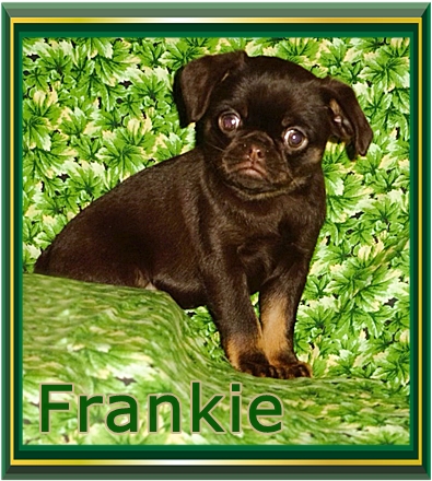 Frankie is my name and Petit Brabancon is my game - Multiple Color Pugs Puppies | A dog can't think that much about what he's doing, he just does what feels right.