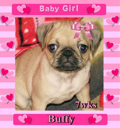 Puddin's & Aiken's Buffy/Bingo - Apricot Pug Puppies | I think we are drawn to dogs because they are the uninhibited creatures we might be if we weren't certain we knew better.
