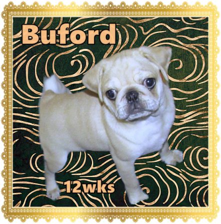 Buford (from Sweetie & Zeus) is going to his new home March 5 - White Pug Puppies | If your dog doesn't like someone you probably shouldn't either.
