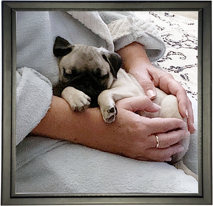 I sure love my new mom Kimmie - Fawn Pug Puppies | Every boy who has a dog should also have a mother, so the dog can be fed regularly.