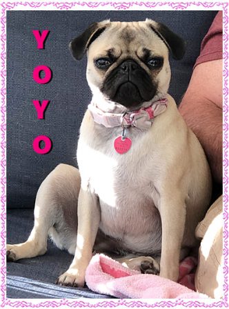 Steve's & Kimmie's Callie/YoYo - Fawn Pug Puppies | The one absolutely unselfish friend that man can have in this selfish world, the one that never deserts him, the one that never proves ungrateful or treacherous, is his dog.