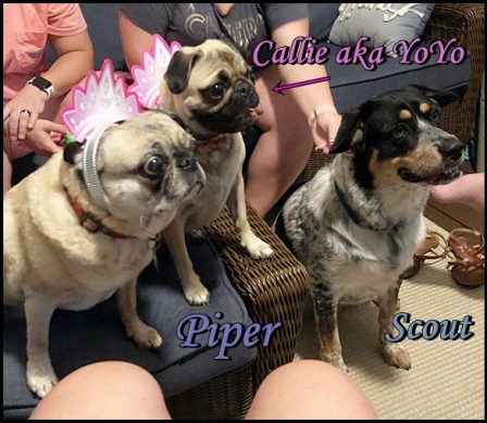 Phoebe's/George's Callie/YoYo celebrating her 1st B-day - Adult Fawn Pug | My goal in life is to be as good of a person my dog already thinks I am.