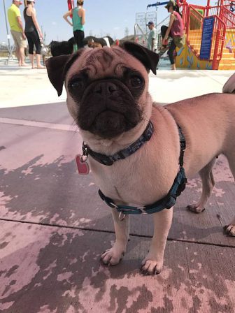 My name is Juno and my mom and dad are Carli and Zack - Adult Fawn Pug | The one absolutely unselfish friend that man can have in this selfish world, the one that never deserts him, the one that never proves ungrateful or treacherous, is his dog.