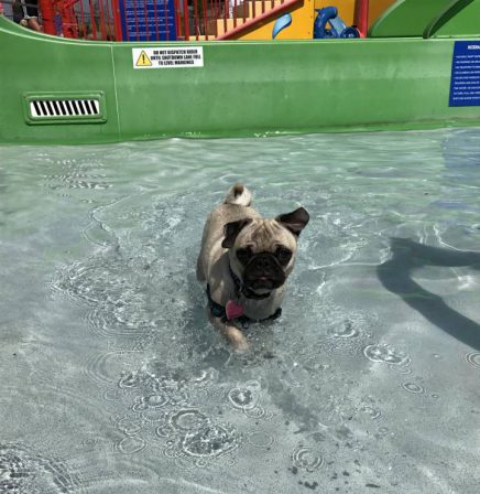 Juno is not so enamored with the pool - Adult Fawn Pug | He is your friend, your partner, your defender, you are his life, his love, his leader.