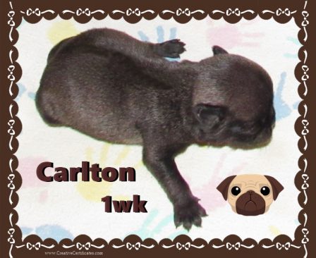 Cocoa's Carlton - BRP's very first chocolate - Multiple Color Pugs Puppies | Dogs are our link to paradise, they don't know evil or jealousy or discontent.