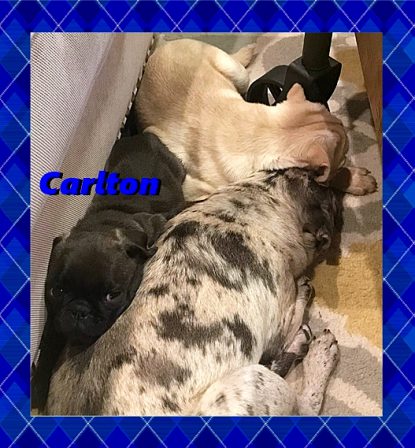 Cocoa's & Moody Blue's Carlton, a chocolate - Multiple Color Pugs Puppies | Don't accept your dog's admiration as conclusive evidence that you are wonderful.