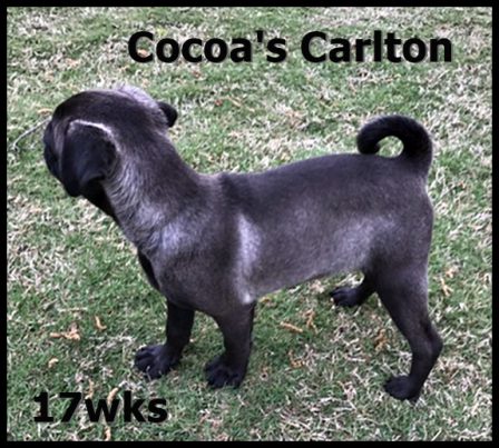 Carlton is a choco platinum and the first from BRP - Silver Pug Puppies | Don't accept your dog's admiration as conclusive evidence that you are wonderful.