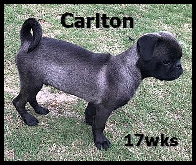 Carlton's right side looks as good as his left - Silver Pug Puppies | Outside of a dog, a book is man's best friend - inside of a dog it's too dark to read.