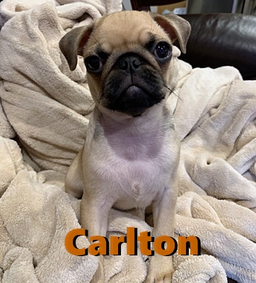 Dixie/Aiken puppy Carlton